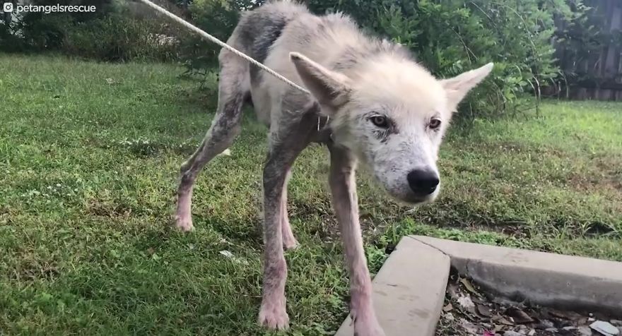 Cruel Man Starves Husky As Revenge On His Wife That Divorced Him, The Dog Undergoes Amazing Transformation After Being Rescued Cruel Man Starves Husky As Revenge On His Wife That Divorced Him, The Dog Undergoes Amazing Transformation After Being Rescued