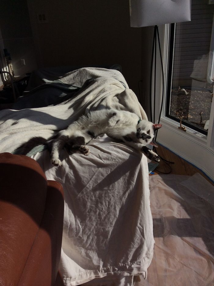 I Like Spending Time With My Crazy Cat Seymour And I Like To Play Cello