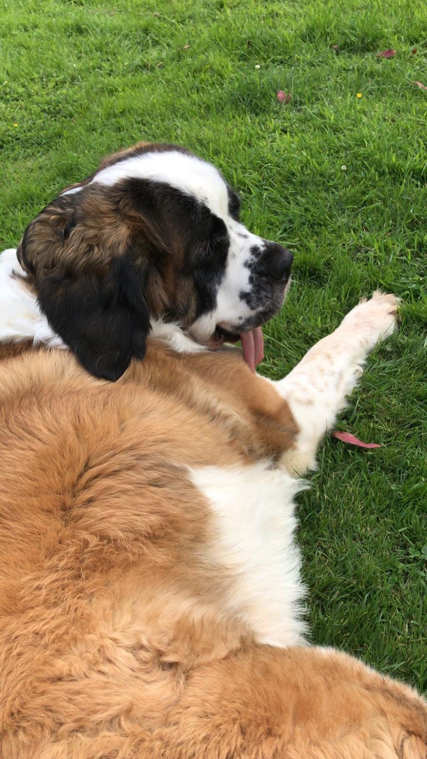 Meet Daisy, The 55kg St Bernard Who Had To Be Rescued From England’s Highest Mountain