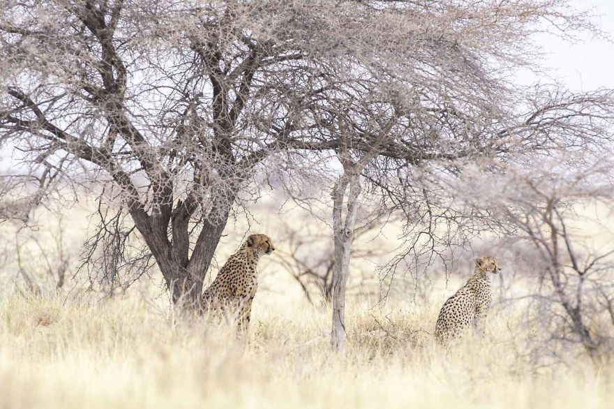 Cheetah Mum And Baby