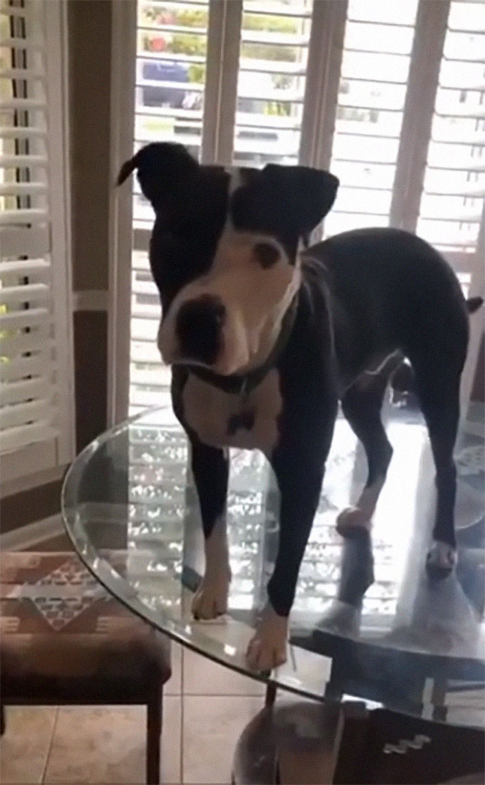 This Shelter Pit Bull Thinks He's A Cat, And His New Family Keeps Posting Photos That Prove It This Shelter Pit Bull Thinks He's A Cat, And His New Family Keeps Posting Photos That Prove It