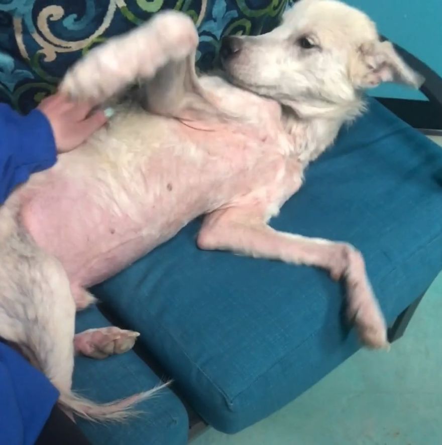 Cruel Man Starves Husky As Revenge On His Wife That Divorced Him, The Dog Undergoes Amazing Transformation After Being Rescued