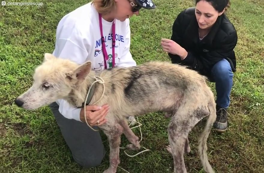 Cruel Man Starves Husky As Revenge On His Wife That Divorced Him, The Dog Undergoes Amazing Transformation After Being Rescued