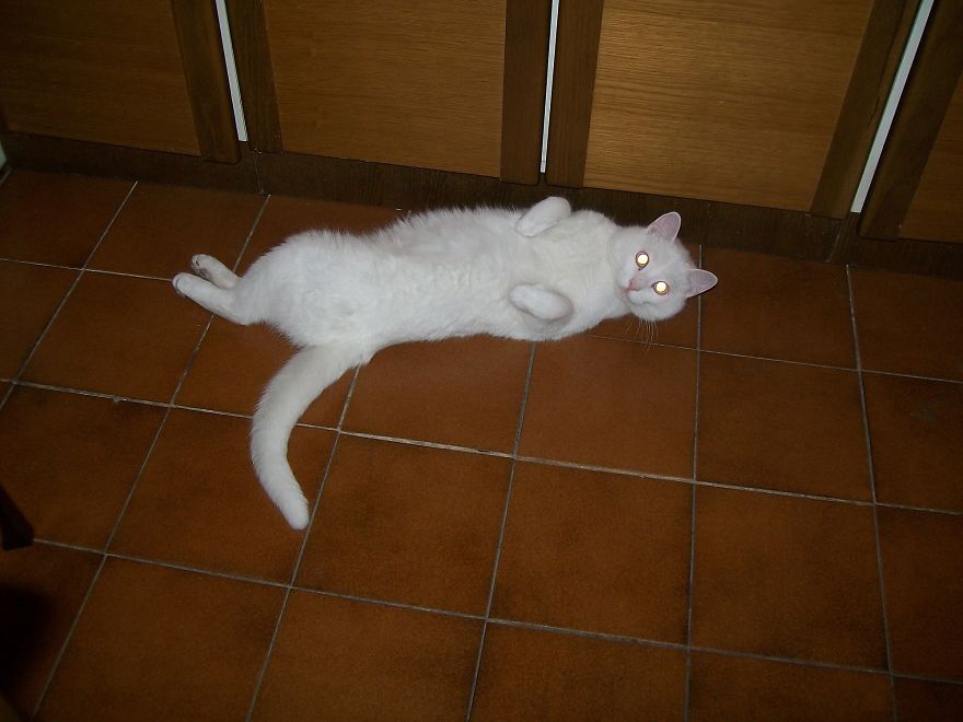 We Adopted A Stray Kitten, And He Grew Up Into A Lean Mean Posing Machine