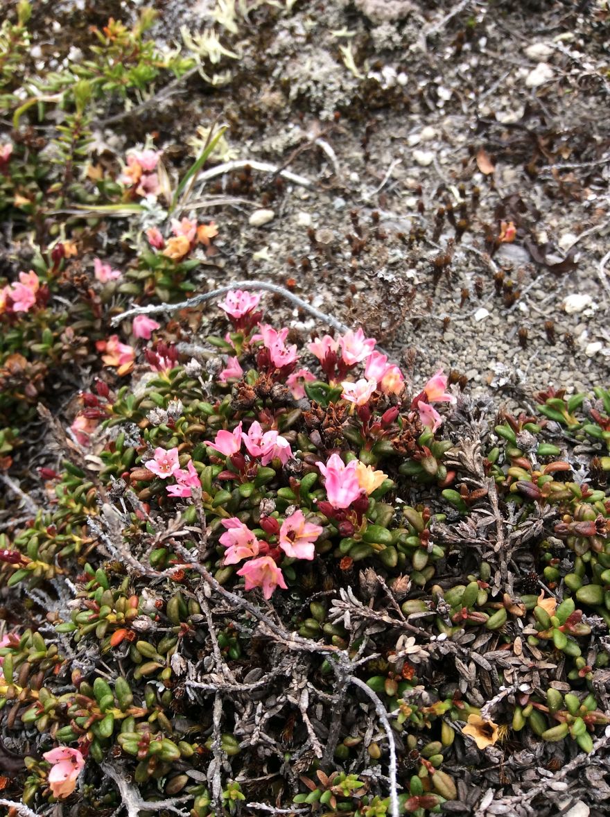 Alaskan Tundra Flowers!