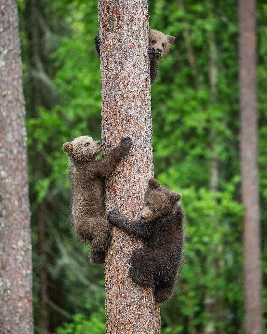 This Russian Photographer Travels To Dangerous Places To Show The Beauty Of Wildlife