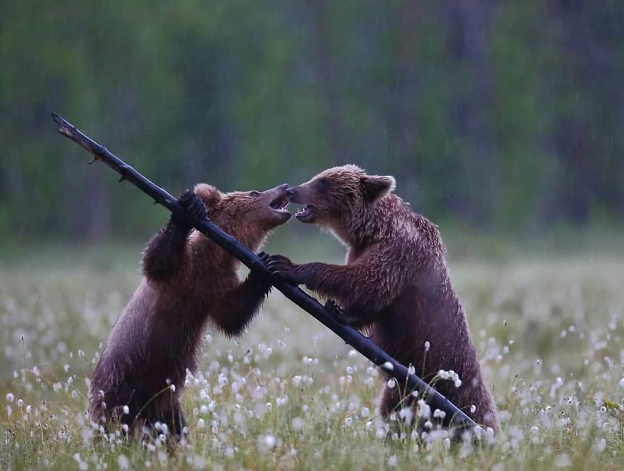 This Russian Photographer Travels To Dangerous Places To Show The Beauty Of Wildlife