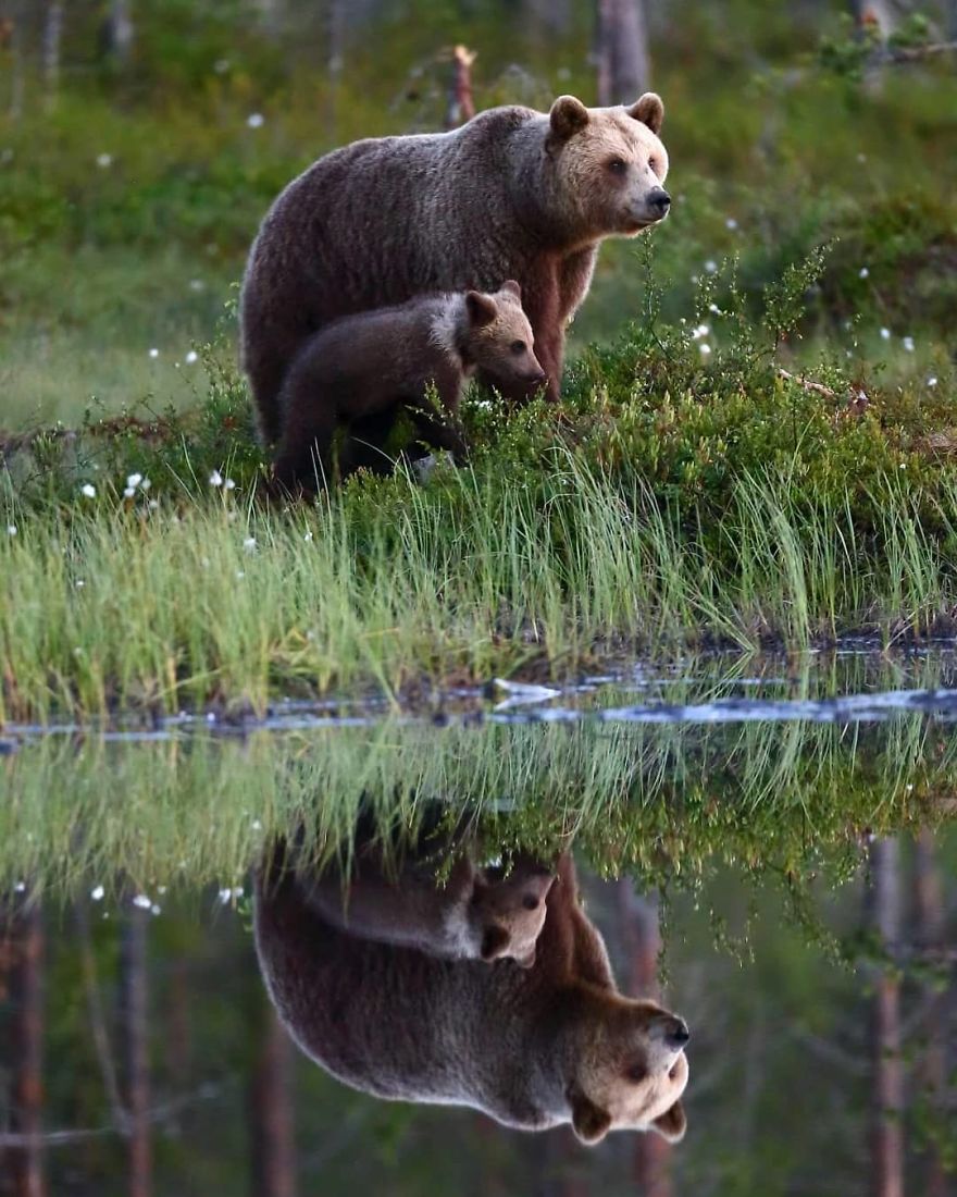 This Russian Photographer Travels To Dangerous Places To Show The Beauty Of Wildlife