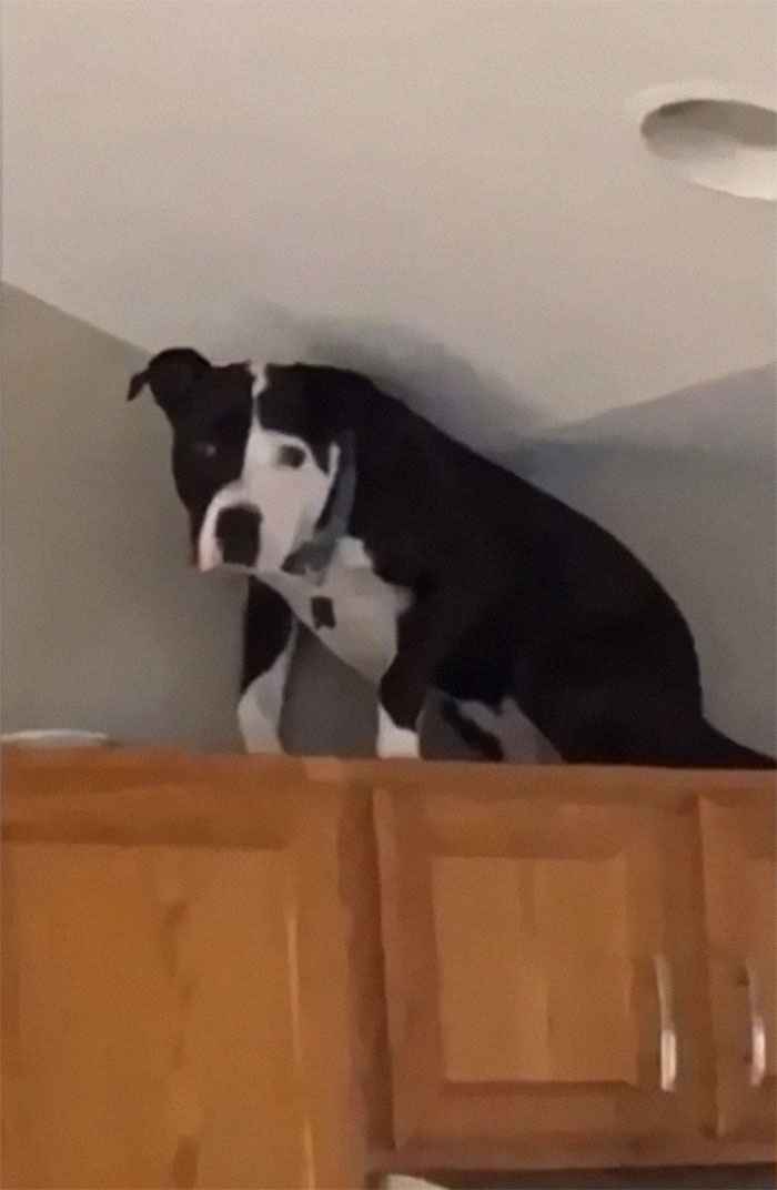 This Shelter Pit Bull Thinks He's A Cat, And His New Family Keeps Posting Photos That Prove It This Shelter Pit Bull Thinks He's A Cat, And His New Family Keeps Posting Photos That Prove It