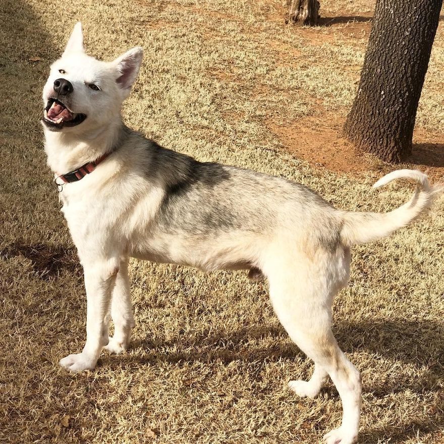 Cruel Man Starves Husky As Revenge On His Wife That Divorced Him, The Dog Undergoes Amazing Transformation After Being Rescued Cruel Man Starves Husky As Revenge On His Wife That Divorced Him, The Dog Undergoes Amazing Transformation After Being Rescued