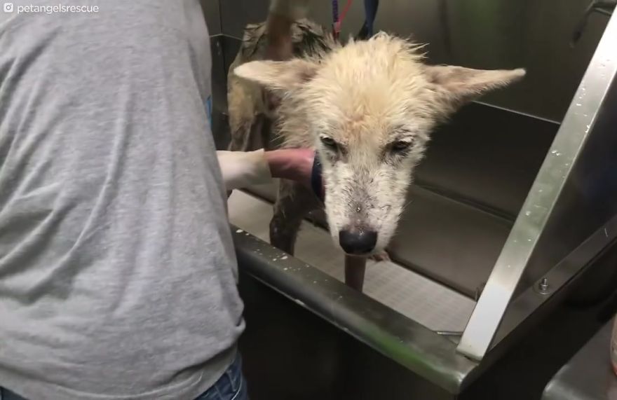 Cruel Man Starves Husky As Revenge On His Wife That Divorced Him, The Dog Undergoes Amazing Transformation After Being Rescued