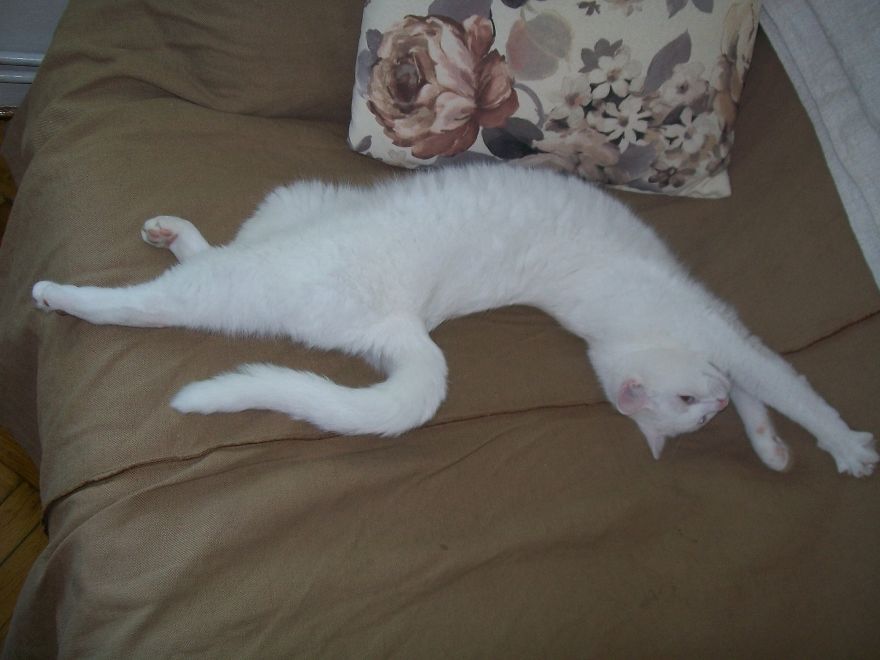 We Adopted A Stray Kitten, And He Grew Up Into A Lean Mean Posing Machine