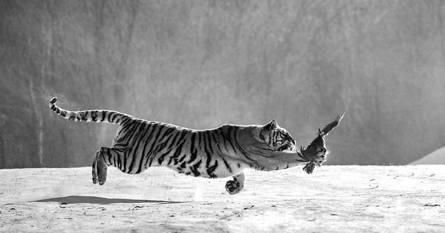 This Russian Photographer Travels To Dangerous Places To Show The Beauty Of Wildlife