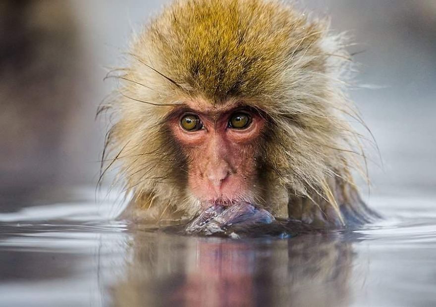 This Russian Photographer Travels To Dangerous Places To Show The Beauty Of Wildlife