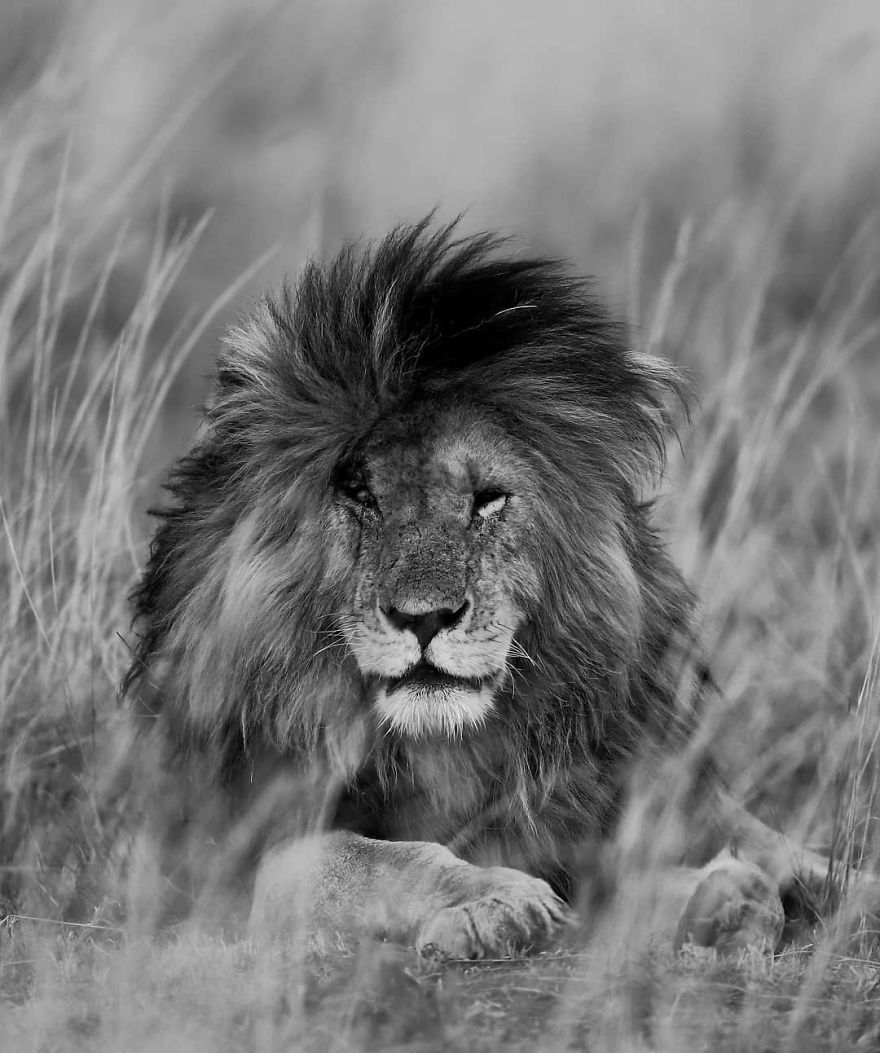 This Russian Photographer Travels To Dangerous Places To Show The Beauty Of Wildlife