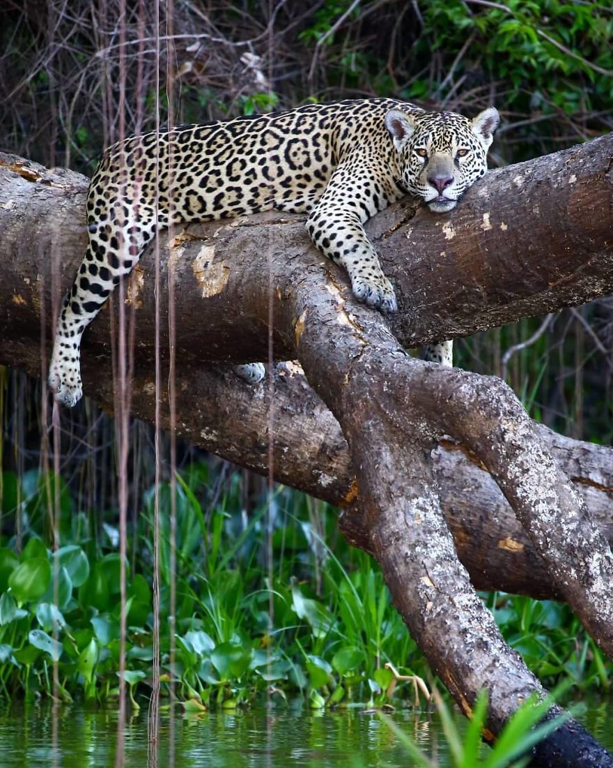 This Russian Photographer Travels To Dangerous Places To Show The Beauty Of Wildlife