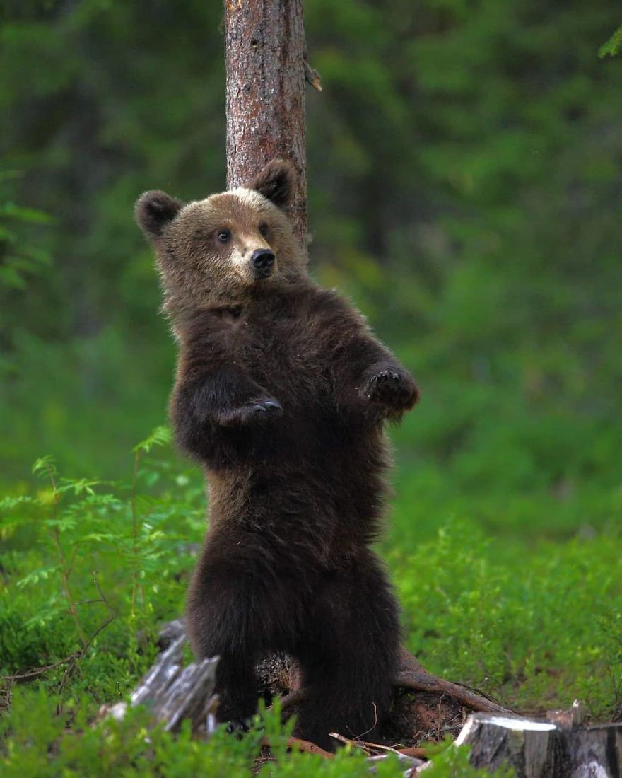 This Russian Photographer Travels To Dangerous Places To Show The Beauty Of Wildlife