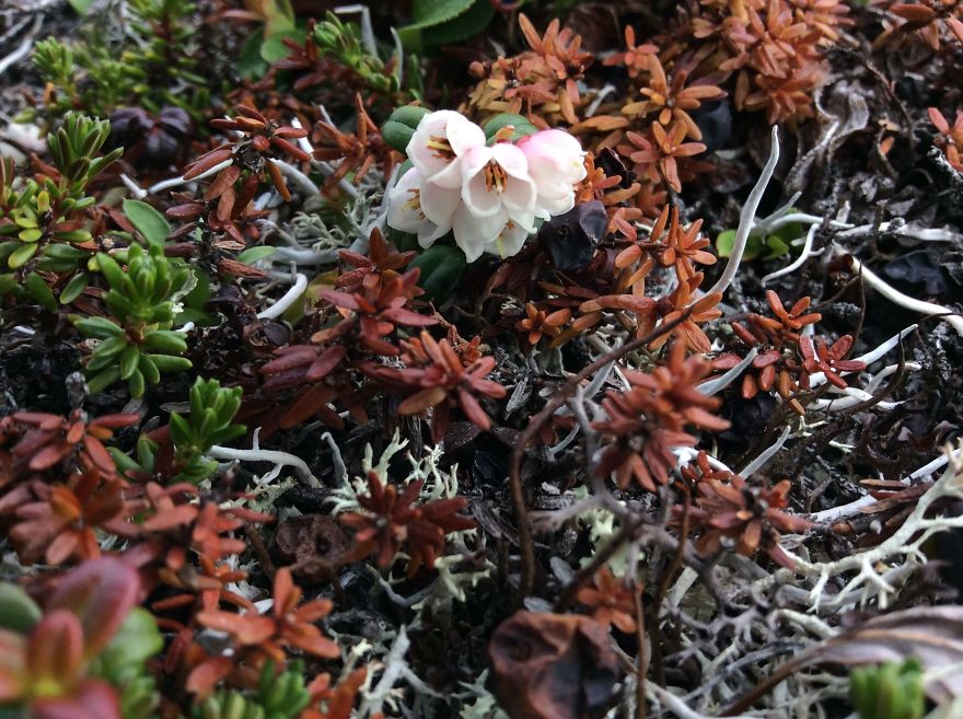 Alaskan Tundra Flowers!