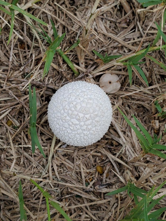 This Puffball Mushroom Looking Like Epcot For Ants