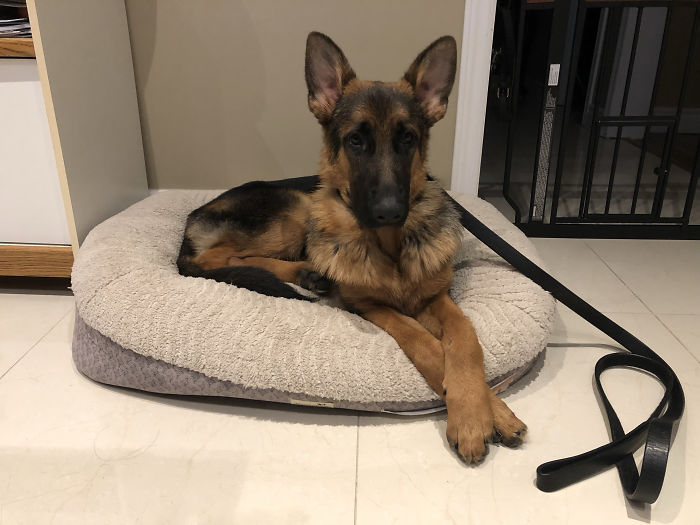 Caught My Boy Doing Fancy Paws