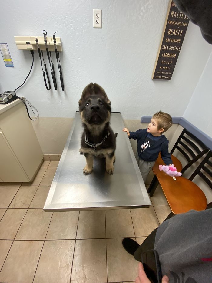 Little Man Bruno Got His First Round Of Shots Today