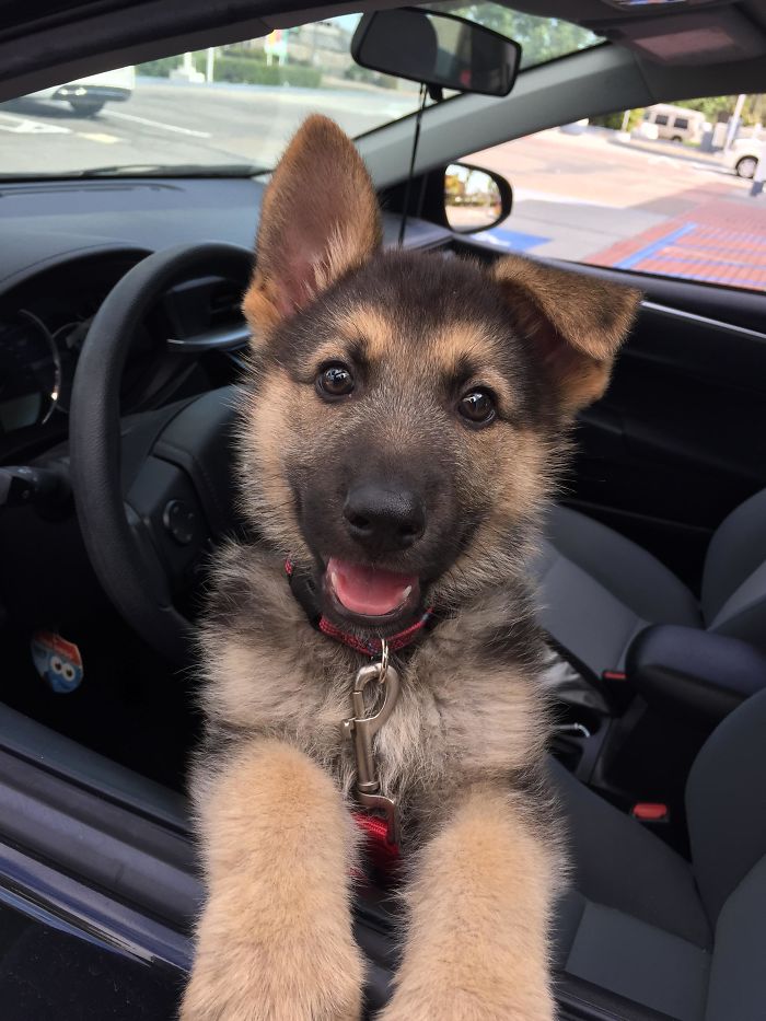 Kato Mastered "Sit" And "Stay, So Now We Are Moving On To "Defensive Driving"