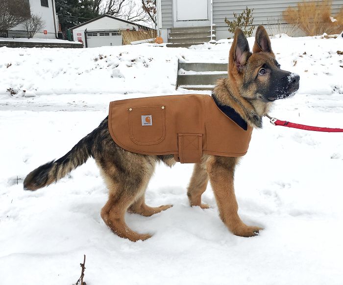 Levi Sporting A Baby Carhartt Coat