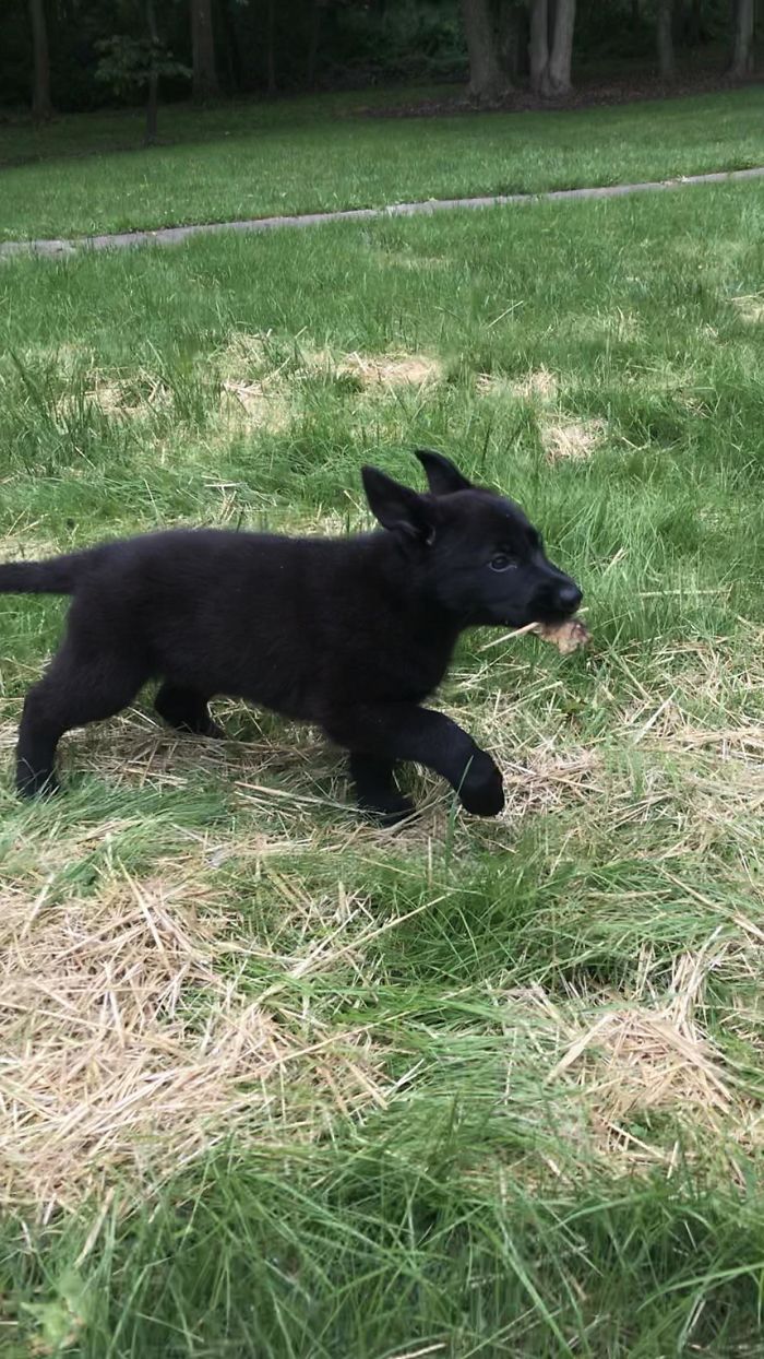 This Is Sapphire And Her Leaf