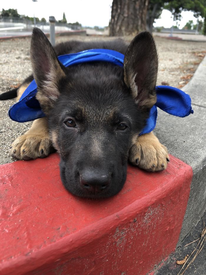 Got My Boy Yesterday. He’s 2 Months Old And Within 24hrs He’s Learned His Basic Commands