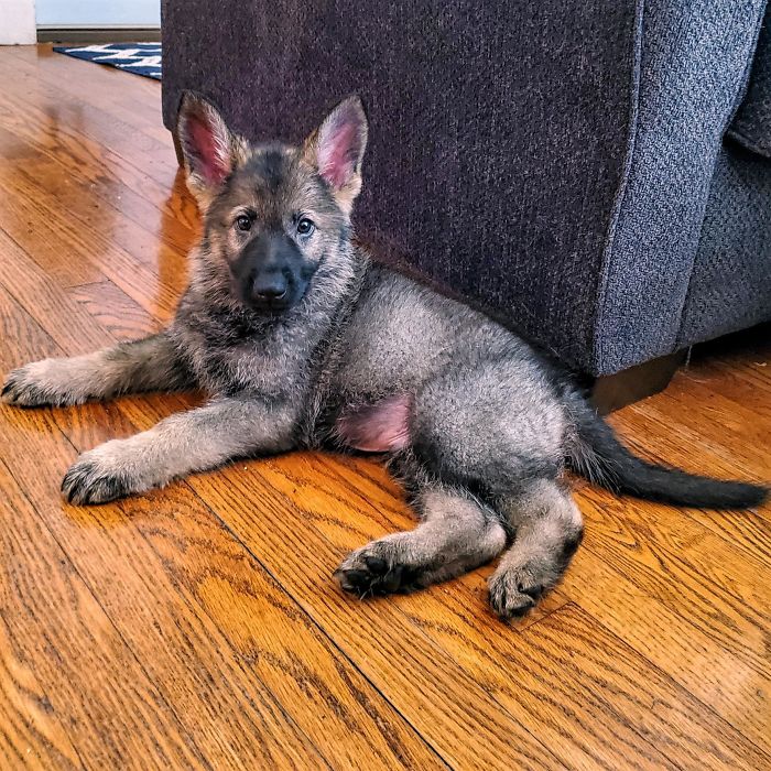 He's Finally Home! Meet Ryker