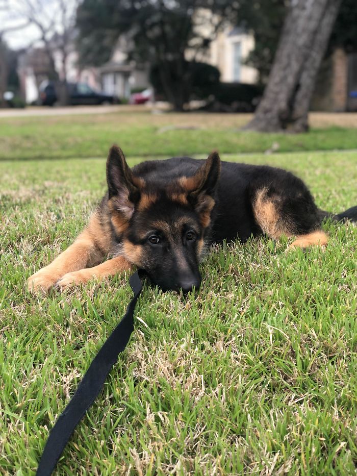 Our (Mostly) Good Boy Thor