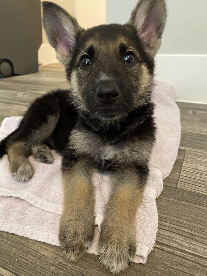 After Wanting A Dog For Years, I Finally Did A Thing Today. Say Hi To Wally