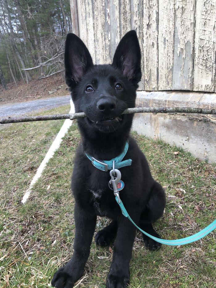 He’s Always Looking For The Biggest Stick Possible During Hikes