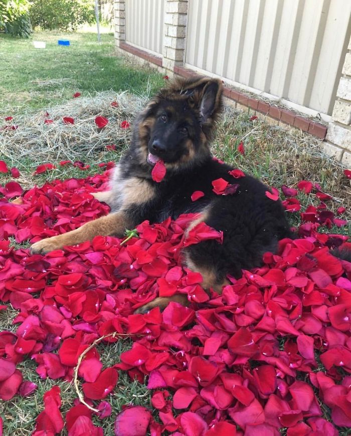 Happy Valentines Day