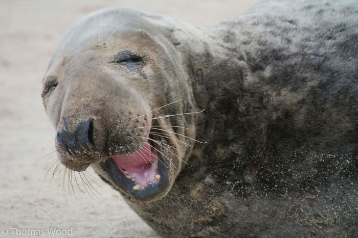 Funny-Laughing-Seals