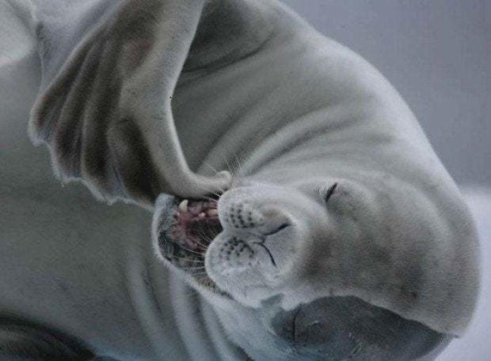 Funny-Laughing-Seals