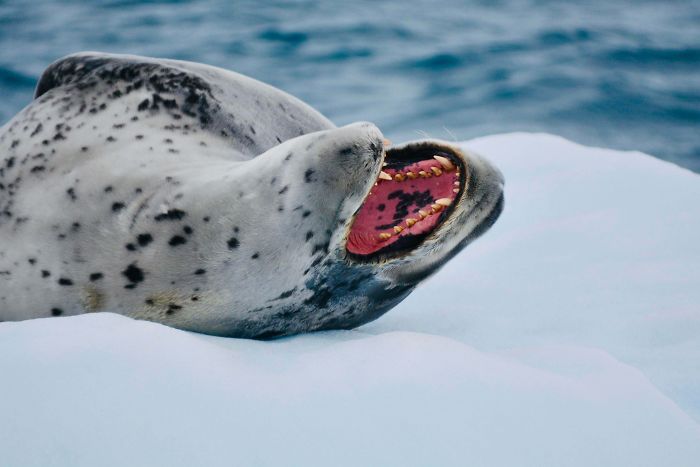Funny-Laughing-Seals