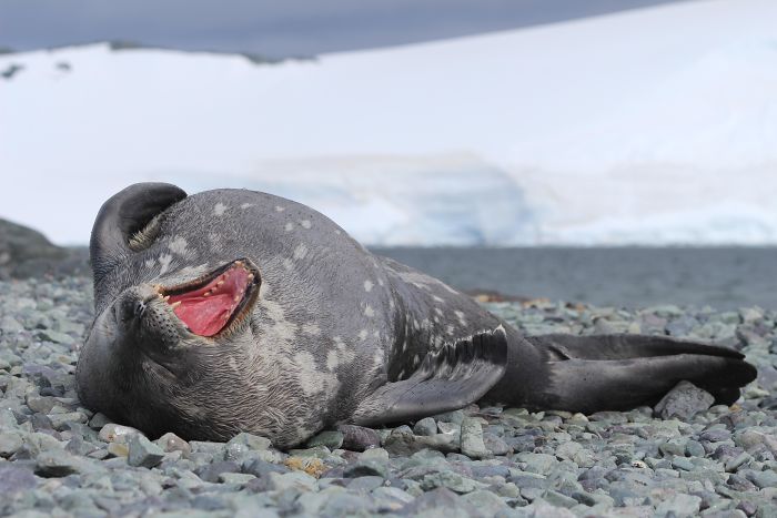 Funny-Laughing-Seals