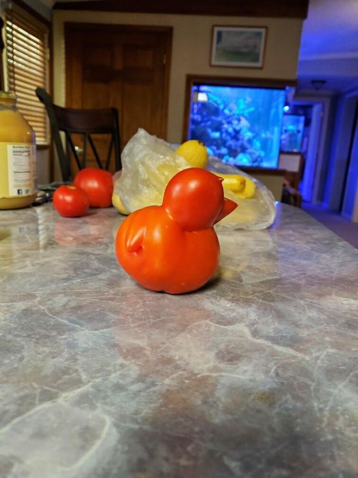 This Tomato Looks Like A Duck
