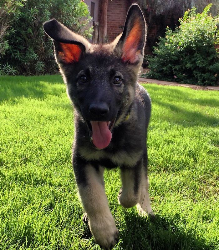Meet Bear, My Happy Goofy German Shepherd