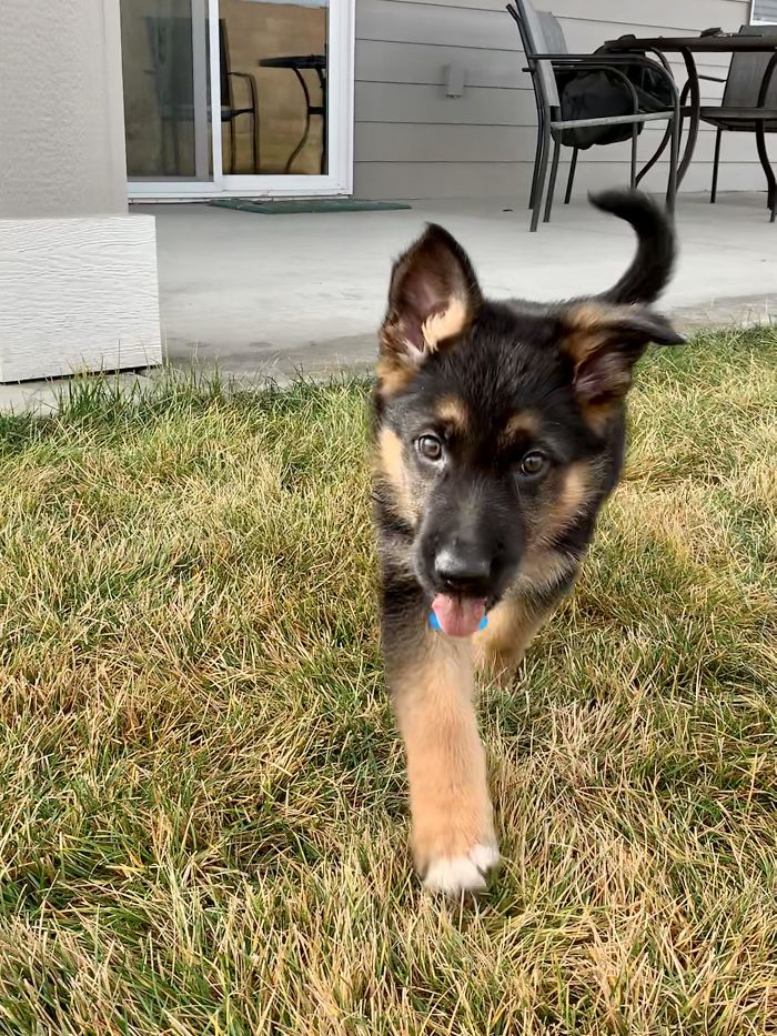 9 Week German Shepherd Blop