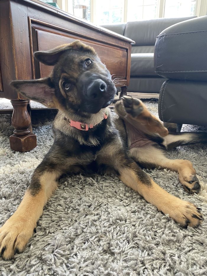 My Friend's German Shepherd Puppy