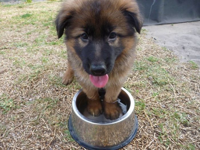 Friend's German Shepherd Puppy Trying To Go For A Swim