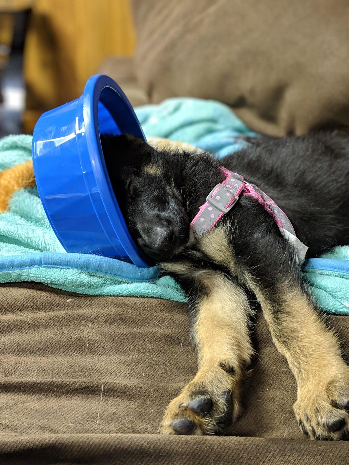 Tempest Just Needed A Little Privacy For Nap Time