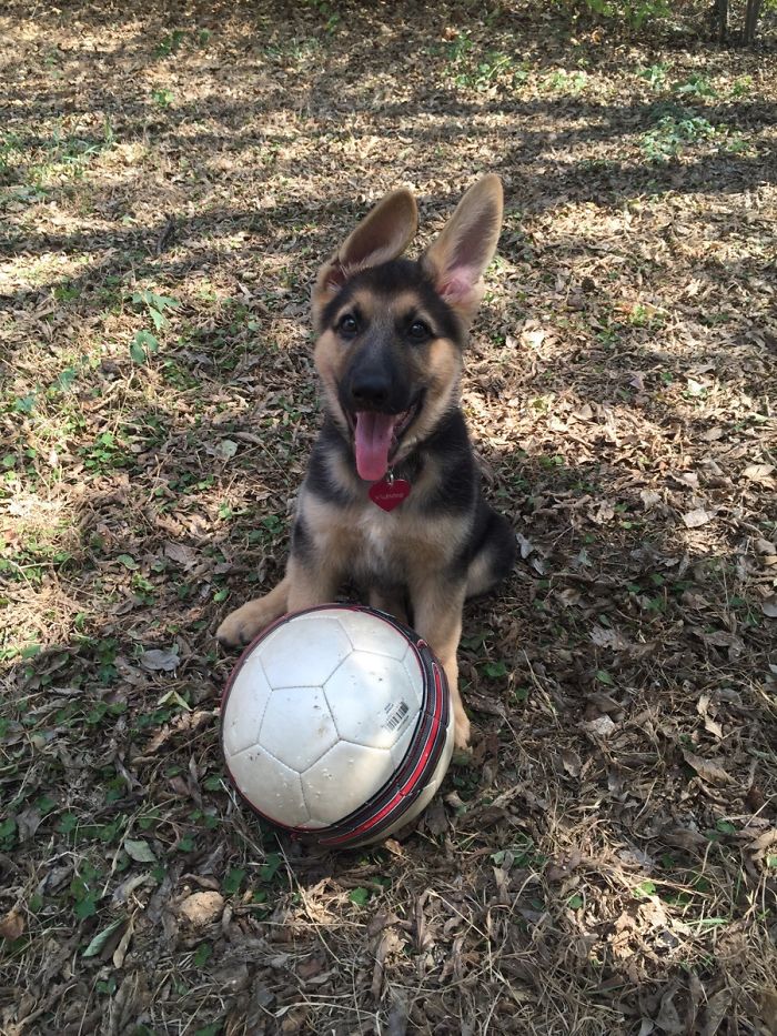 10-Week-Old German Shepherd Puppy Valentine, Looking As Cute As Can Be
