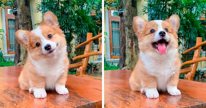Meet Baby, The Corgi That Loves Everyone And Has A Feisty Personality (31 Pics)Meet Baby, The Corgi That Loves Everyone And Has A Feisty Personality (31 Pics)