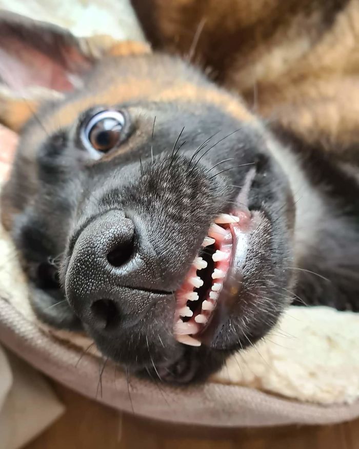 Land Shark Or Vampire Puppy? Toby Could Be Both
