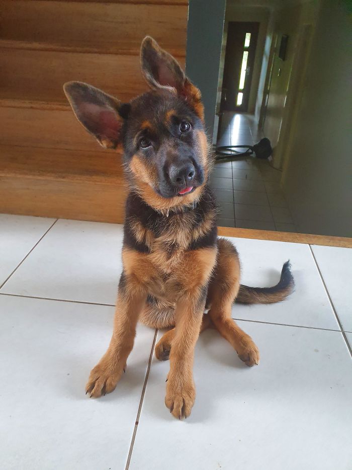 12-Week-Old Puppy, She Sticks Her Tongue Out When She Head Tilts