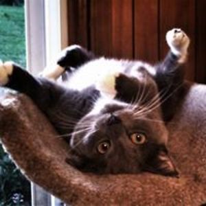 ellenambrose12 avatar