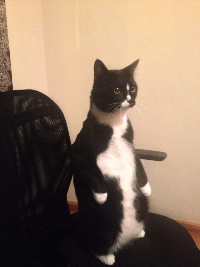 Cats-Standing-Like-Penguins